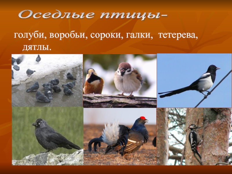 Оседлые это какие. Оседлые птицы. Оседлые птицы названия. Перелетные и оседлые птицы. Оседлые птицы картинки.