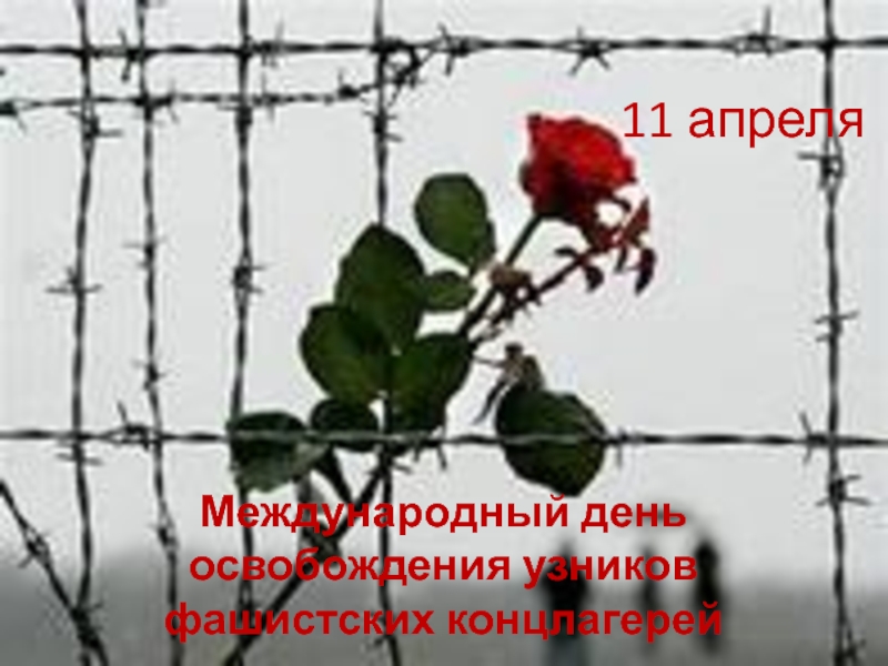 Презентация 11 апреля - Международный день освобождения узников фашистских концлагерей