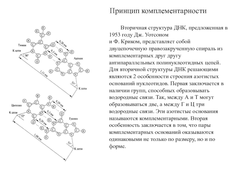 Принципы строения молекулы дезоксирибонуклеиновой кислоты комплементарность нуклеотидов презентация