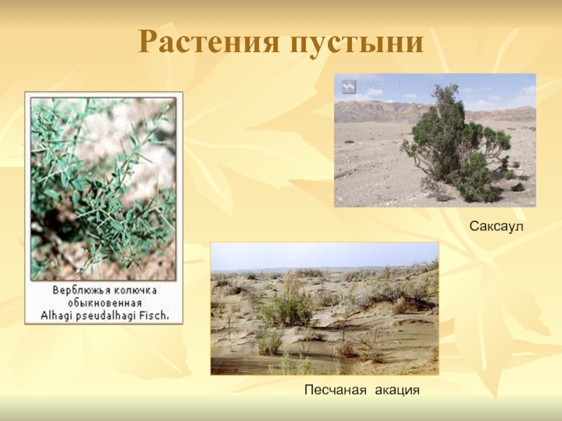 Растения пустыни 5 класс биология