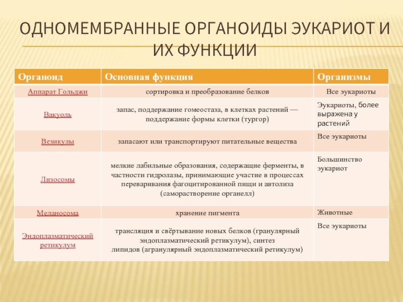 Одномембранные органоиды эукариот. Одномембранные органоиды функции. Строение и функции одномембранных органоидов. Строение и функции одномембранных органелл. Одномембранные органоиды их структура функции взаимосвязь.