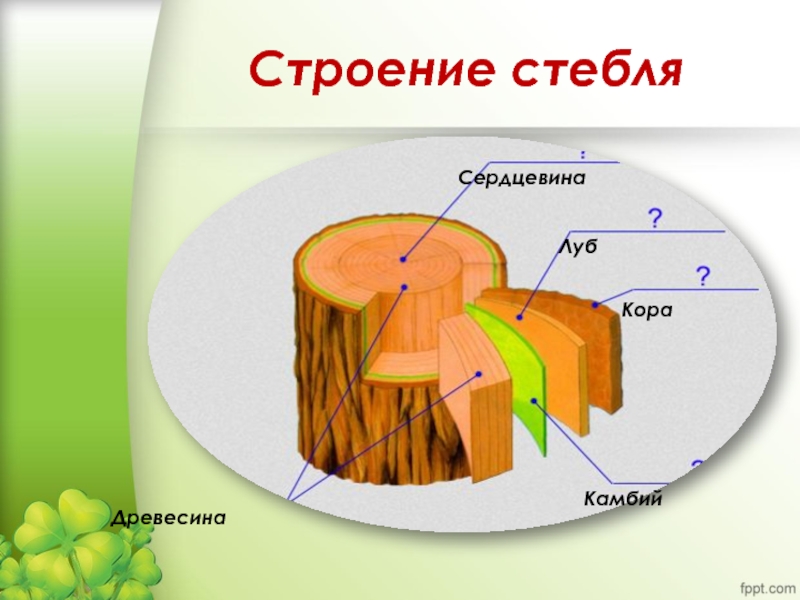 Сердцевина функции. Строение стебля камбий древесина сердцевина. Строение стебля древесина Луб. Кора Луб камбий древесина сердцевина. Строение дерева Луб камбий.