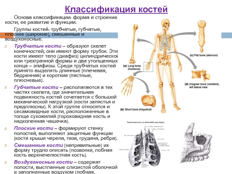 Губчатые кости образуют. Классификация костей трубчатые губчатые. Классификация костей по строению и функции. Классификация костей трубчатые губчатые плоские и смешанные кости. Классификация костей: трубчатые, губчатые, плоские, смешанные..