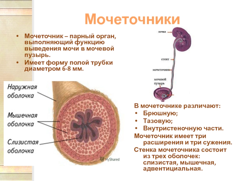 Схема мочевого пузыря на разрезе