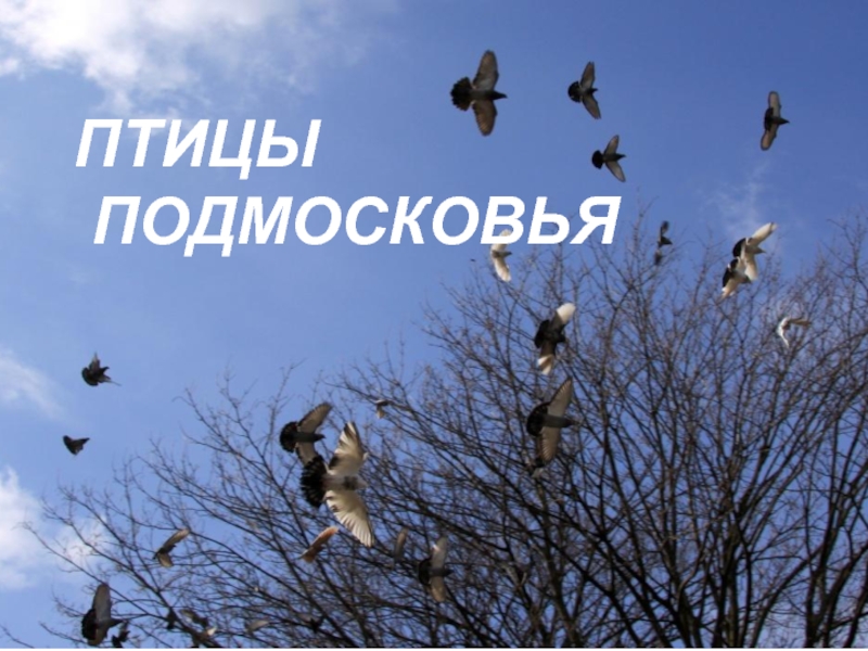 Презентация Птицы Подмосковья