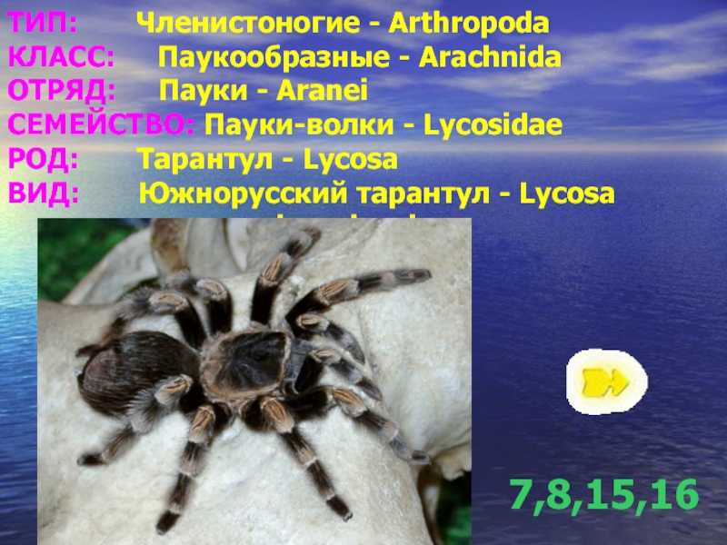 ТИП:    Членистоногие - Arthropoda КЛАСС:   Паукообразные - Arachnida ОТРЯД:   Пауки