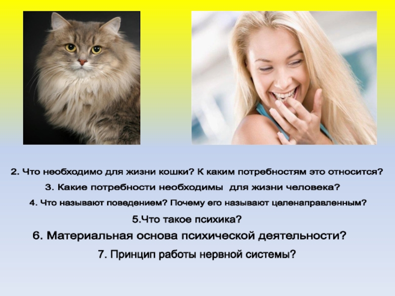 Играет роль кошки. Роль кошки в жизни человека. Кошки и важность для человека. Проект кошки в жизни человека. Роль кошки в жизни человека картинки.