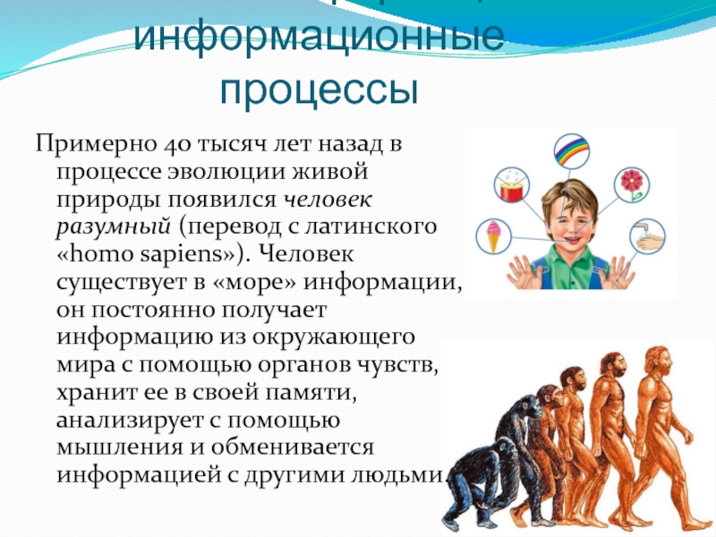 40 тыс лет назад появился человек разумный. Информация и информационные процессы в живой природе. Информация и Эволюция живой природы. Процесс эволюции. Процесс эволюции человека.