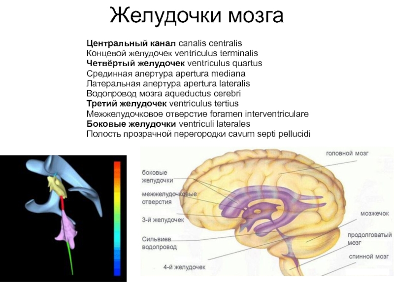 Желудочки среднего мозга. Желудочки головного мозга функции. Топография желудочков головного мозга. Третий желудочек мозга анатомия. Боковые желудочки головного мозга функции.