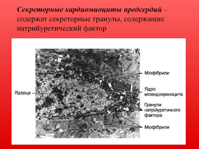 Кардиомиоциты. Секреторные кардиомиоциты Электронограмма. Секреторные кардиомиоциты гистология. Кардиомиоциты предсердий. Морфология секреторных кардиомиоцитов.