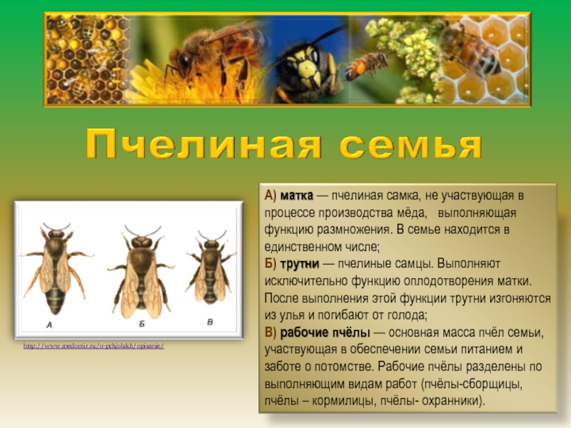 Пчелиная семьяА) матка — пчелиная самка, не участвующая в процессе производства мёда,   выполняющая функцию размножения. В семье
