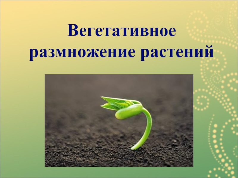 Презентация Вегетативное  размножение растений