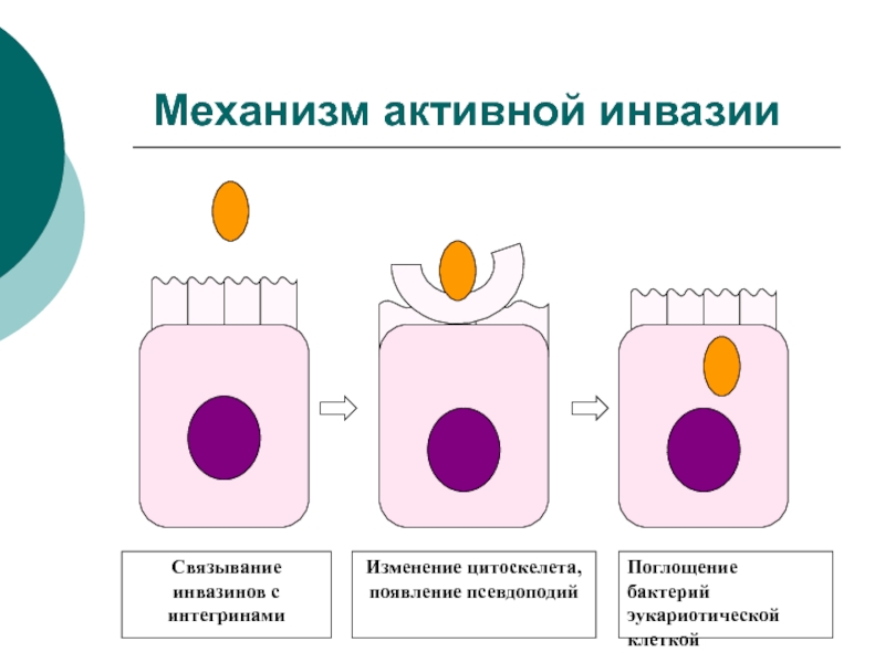 Механизмы активности. Механизмы инвазии бактерий. Поглощение бактерии это. Активный механизм инвазии.