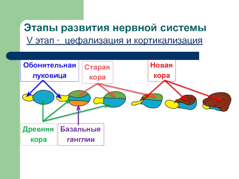 АНАТОМИЯ ЦНС
Лекция 2
Филогенез нервной системы
Онтогенез ЦНС у человека Этапы развития нервной системыV этап ‑ цефализация и кортикализацияОбонятельнаялуковицаДревняякораСтараякораНоваякораБазальныеганглии Этапы развития нервной системыV этап ‑ цефализация и кортикализацияОбонятельнаялуковицаДревняякораСтараякораНоваякораБазальныеганглии