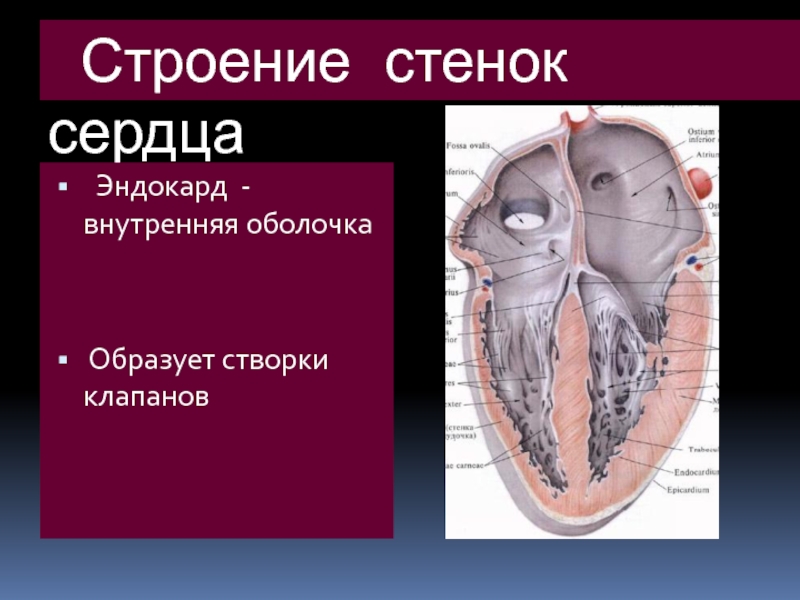 Стенка сердца образована. Эндокард анатомия. Эндокард сердца анатомия. Строение эндокарда. Строение и функции эндокарда.