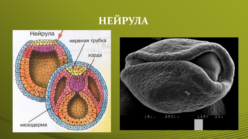 Нейрулы позвоночных животных