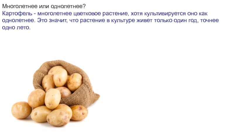 Биологический кейс,,картофель “ Многолетнее или однолетнее?Картофель - многолетнее цветковое растение, хотя культивируется оно как Многолетнее или однолетнее?Картофель - многолетнее цветковое растение, хотя культивируется оно как однолетнее. Это значит, что растение в