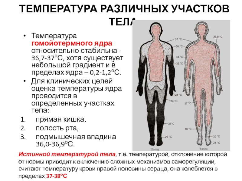 Области тела человека температура