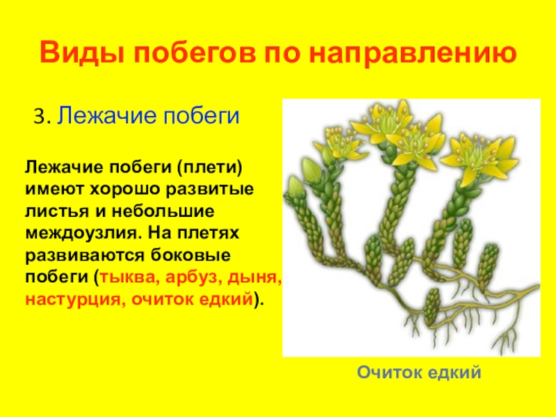 Виды побегов. Лежащие побеги. Лежачие побеги. Побег - плеть.