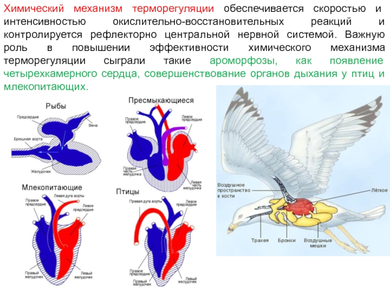 Сравнение сердца птиц и млекопитающих. Возникновение четырехкамерного сердца птиц и млекопитающих это —. Ароморфоз кровеносной системы. Терморегуляция птиц. Возникновение четырехкамерного сердца млекопитающих.