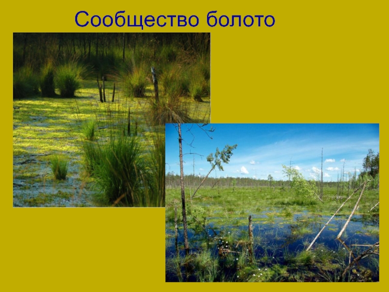 Характеристика растительного сообщества болото