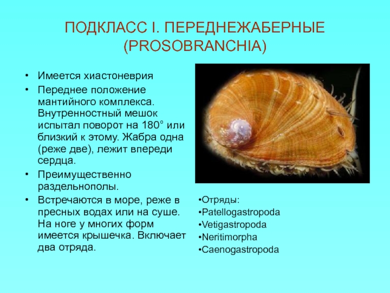 Моллюски имеют сердце. Подкласс Переднежаберные улитки - Prosobranchia. Переднежаберные моллюски представители. Подкласс Переднежаберные. Внутренностный мешок.