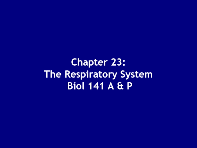 Презентация Chapter 23: The Respiratory System Biol 141 A & P