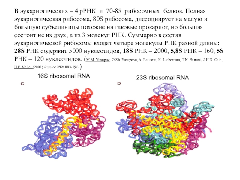 Белки и рнк входят. Субъединицы РРНК В рибосоме. Рибосомные РНК И белки. Состоит из РРНК И белков. Эукариотическая рибосома.