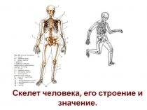 Скелет. Строение, состав и соединение костей.
