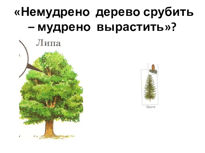 Как спилить дерево по закону. Срубить дерево цитата. Как правильно спилить дерево. Какие деревья срубают. Мудрено.