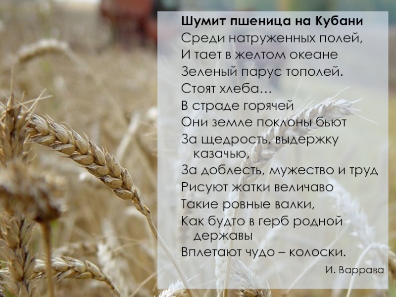 Стих про кубань. Кубанские стихи. Стихи про Кубань красивые. Стихи о Кубани для детей.