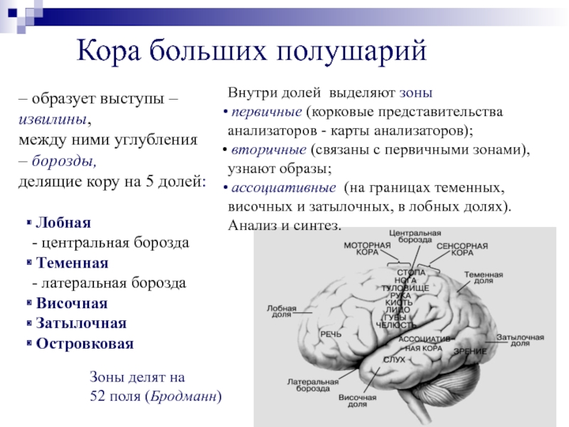 Функции коры больших полушарий презентация