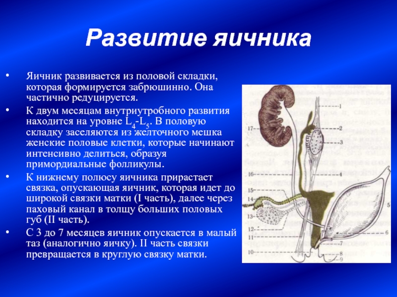 Строение наружных женских половых органов рисунок