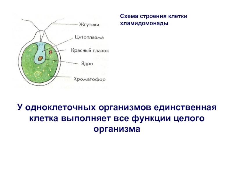 Схема строения клетки хламидомонадыУ одноклеточных организмов единственная клетка выполняет все функции целого организма