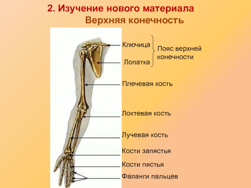 Скелет плечевого пояса и руки рисунок