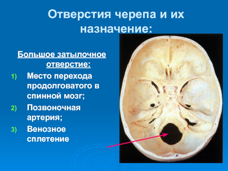 Основание черепа где находится фото