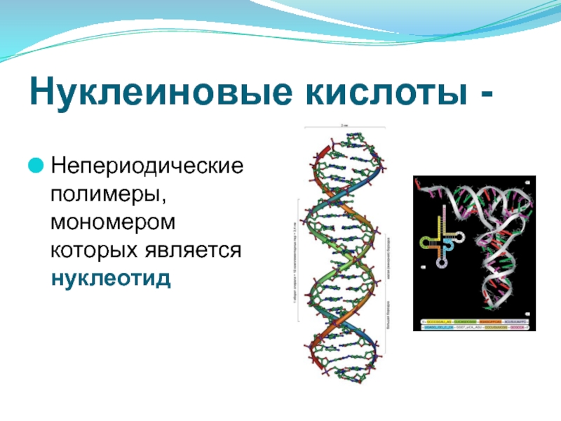 Строение нуклеиновых кислот презентация