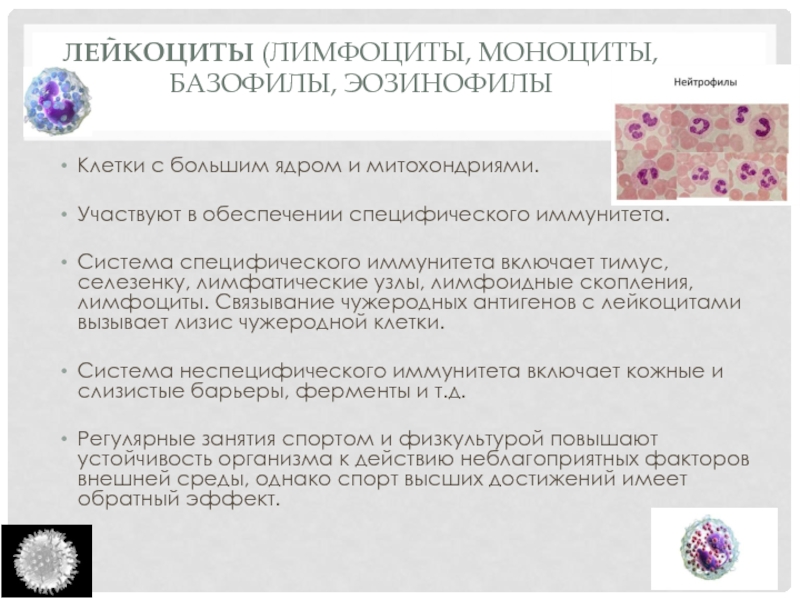 Повышенные моноциты у женщин. Лимфоциты при воспалении. Повышение лейкоцитов и лимфоцитов. Причины повышения лимфоцитов. Причины повышения лейкоцитов и эозинофилов.