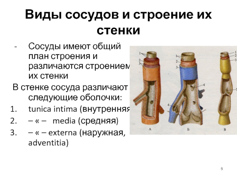 Чем различается строение. Сосуды и их строение. Строение и виды сосудов. Сосуды виды строение стенки. Общий план строения стенки сосуда.