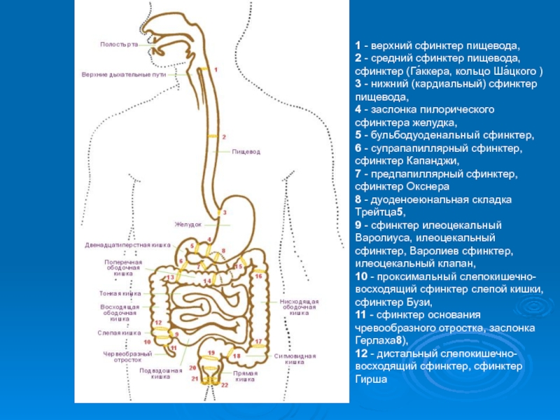 Сфинктеры кишечника человека схема