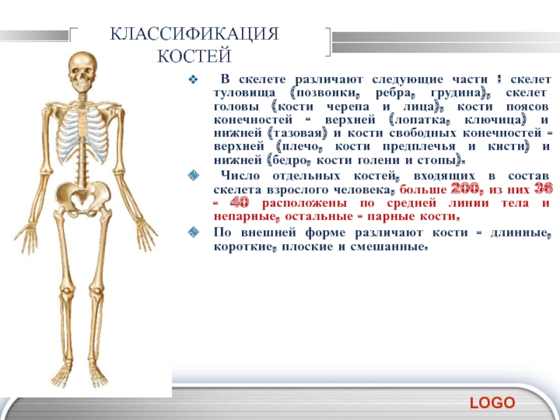 Какие кости в скелете человека. Классификация костей скелета туловища. Кости кости черепа таза поясов конечностей. Факты о скелете человека. Интересные факты о костях человека.