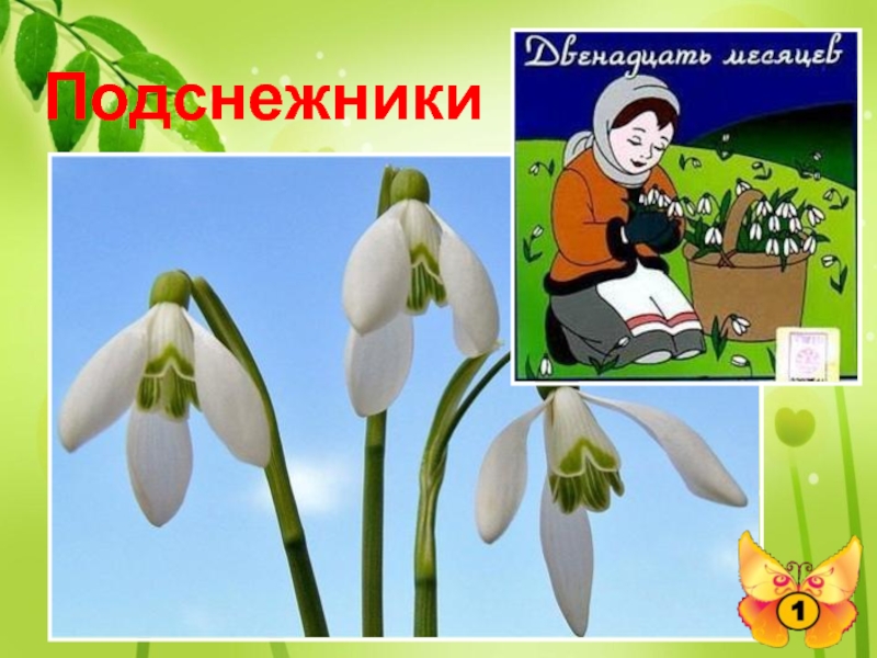 ПодснежникиКакие цветы, в одном из своих произведений, известный писатель С.Я. Маршак заставил цвести в феврале? 