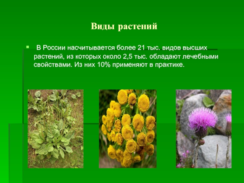 Виды растений В России насчитывается более 21 тыс. видов высших растений, из которых около 2,5 тыс. обладают лечебными