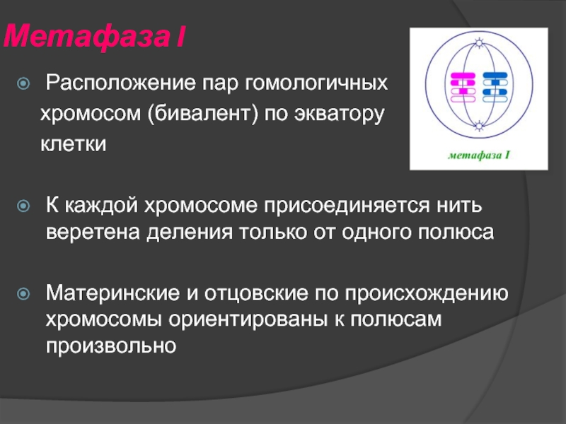 Расположение бивалентов в плоскости экватора. Расположение пар гомологичных хромосом. Пары гомологичных хромосом располагаются по экватору клетки. Расположение гомологичных хромосом по экватору клетки. Расположение пар хромосом по экватору клетки.