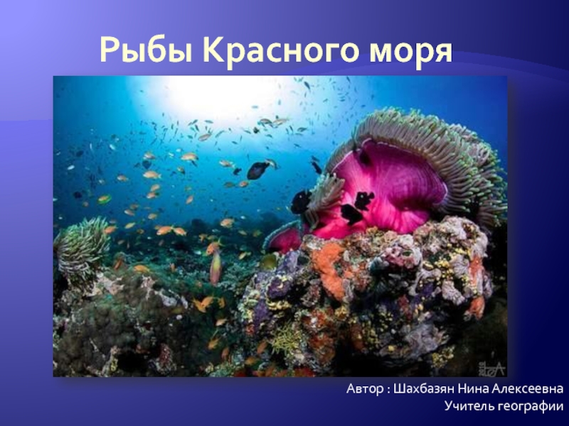 Презентация Рыбы Красного моря