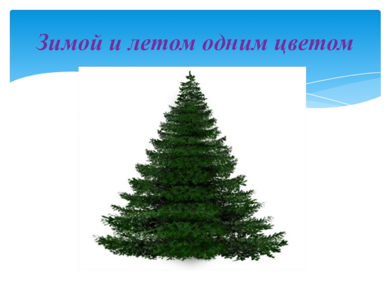 Зимой и летом одним цветом загадка. Зимой и летом одним цветом. Зимой и летам одним цветам. Елка зимой и летом одним цветом.