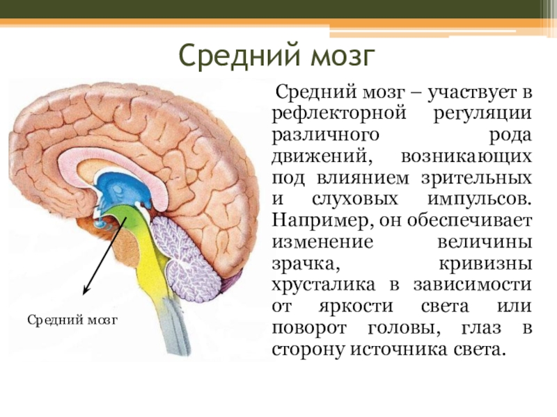 Презентация на тему средний мозг - 93 фото