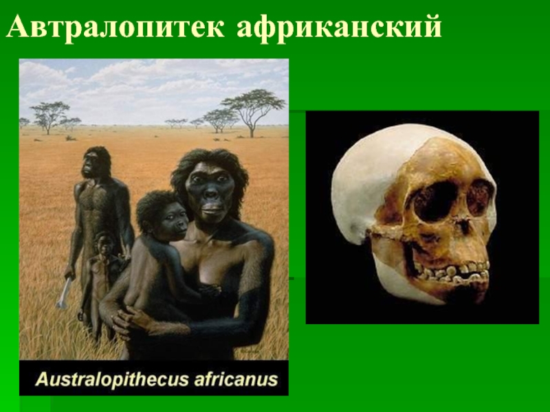 Автралопитек африканский