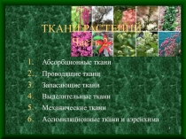 ТКАНИ РАСТЕНИЙ Часть 2