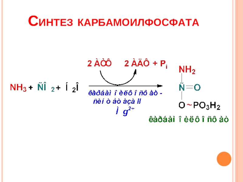 Синтез карбамоилфосфата